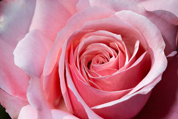 Rosa de color rosa en macro.
