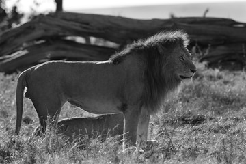 Fototapeta na wymiar The lion king at Masai Mara, Kenya
