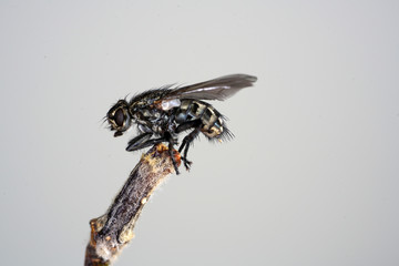 European housefly in Germany shot with macro lens in professional quality