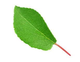 Fototapeta premium apricot leaf isolated on a white background