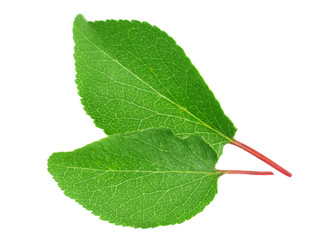 Fototapeta premium Apricot leaves isolated on a white background