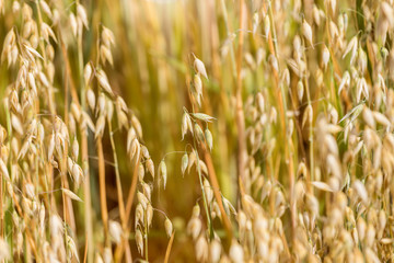 oats grain field in the summer