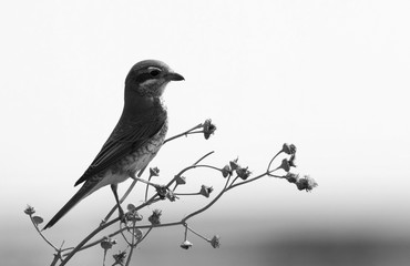 Isabelline shrike a black and white image, Bahrain 
