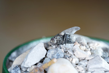 European housefly in Germany shot with macro lens in professional quality