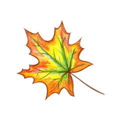 Autumn maple leaf on a white background. Pencil drawing.
