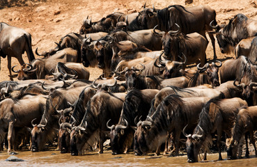 The wildebeest drinking water, Masai Mara