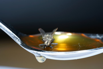 European housefly in Germany shot with macro lens in professional quality