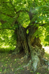1000 years old linden tree in summer with green leaves
