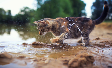 striped cat looks out on the surface and deftly catches a fish paw in the pond in the village in...