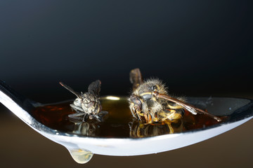 European housefly in Germany shot with macro lens in professional quality