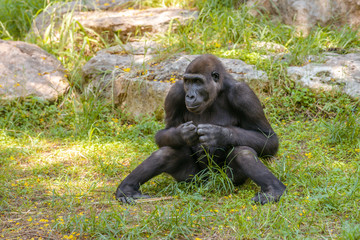 Naklejka premium Gorilla sitting on the grass in the park. Summer day at the zoo. 