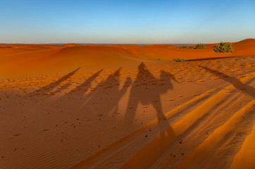 Ombre nel deserto di Merzouga