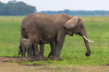 Fototapeta na wymiar Two elephants in the savannah in the Serengeti park, the mother and a baby 