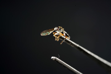 European housefly in Germany shot with macro lens in professional quality