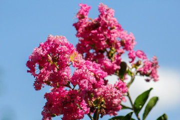 pink flowers on a background