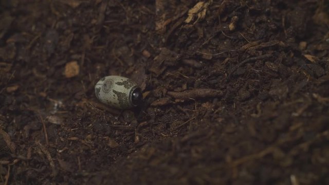 the egg of stick insect falls to the ground for parthenogenetic development