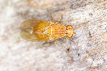 European housefly in Germany shot with macro lens in professional quality