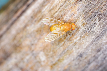 European housefly in Germany shot with macro lens in professional quality