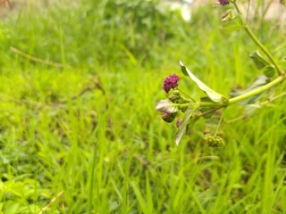 flor morada en jardin