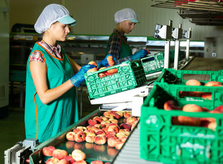 Women sorting peaches to crates