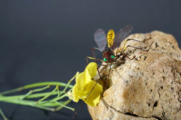 European housefly in Germany shot with macro lens in professional quality