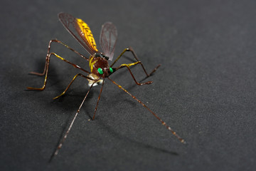 European housefly in Germany shot with macro lens in professional quality