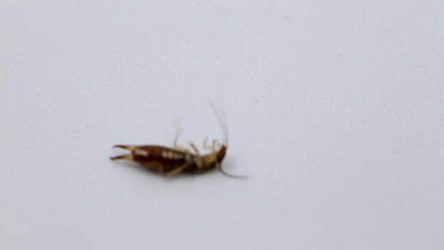 dying earwig macro on a black background