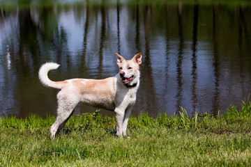 Husky Labrador Retriever mixed breed dog playing and swimming in a pond on a sunny summer day.