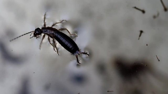 earwig insect floating on swamp water macro
