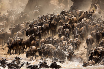 The great migration of Mara, Wildebeests crossing Mara river, Masai Mara, kenya
