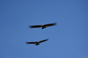 valle del colca condor