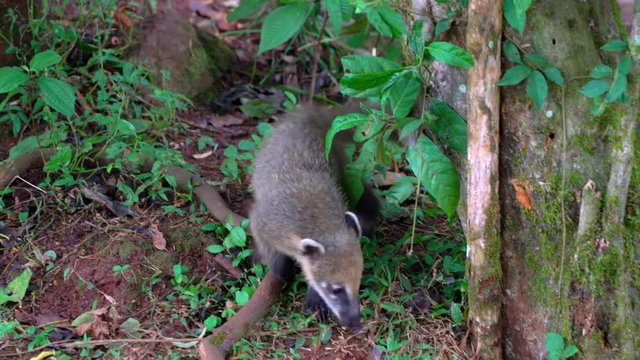 Coatis looking for Eten at Iguazu falls