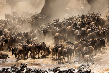 The great migration of Mara, Wildebeests crossing Mara river, Masai Mara, kenya