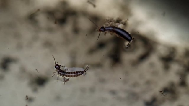earwig insect floating on swamp water macro