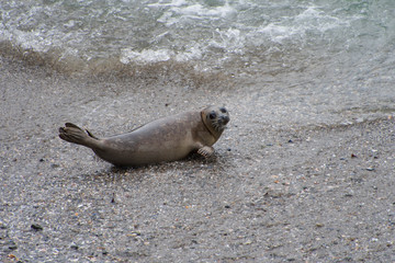 Pacific Harbor Seals in sanctuary at Sea Ranch, California