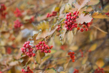 Red viburnum branch in the garden. Viburnum viburnum opulus berries and leaves outdoor in autumn fall. Bunch of red viburnum berries on a branch.