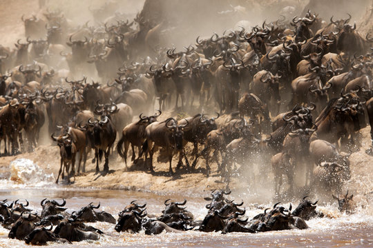 The great migration of Mara, Wildebeests crossing Mara river, Masai Mara, kenya