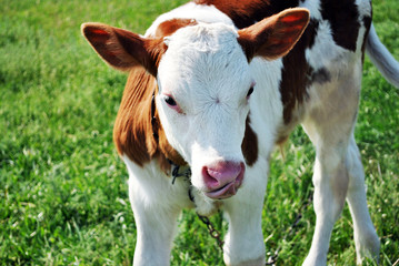 Brown and white male calf tied with a chain standing on a grassy meadow and licking nose with long tongue, portrait close up detail