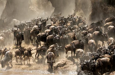 Die große Migration von Mara, Gnus, die den Mara-Fluss überqueren, Masai Mara, Kenia © Dr Ajay Kumar Singh