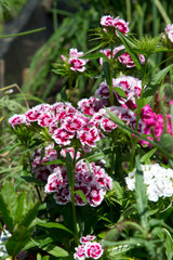 Bartnelken (Dianthus barbatus) im Blumenbeet