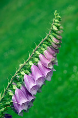 Roter Fingerhut (Digitalis purpurea)