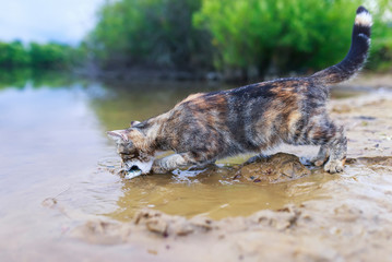 striped cat catches fish standing on the sandy shore and lowering his face into the water of the...