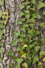 Weaving ivy on the bark of an old tree. natural texture, background, close-up.