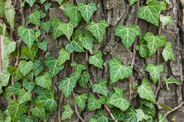 Weaving ivy on the bark of an old tree. natural texture, background, close-up.