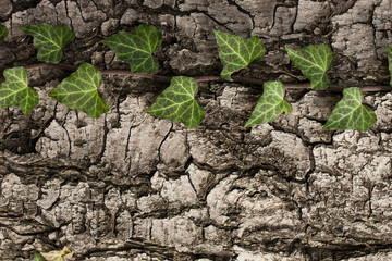 Weaving ivy on the bark of an old tree. natural texture, background, close-up.