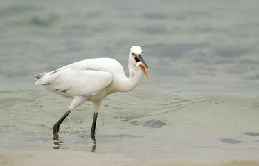 The western reef heron white morphed fishing at Busaiteen coast, Bahrain 