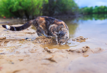  cute striped cat catches fish standing on the shore and lowering his face into the water of the...