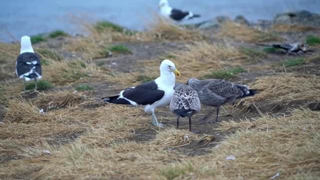 Kelp Gulls with chicks looking for Eten on the Magdalena Island