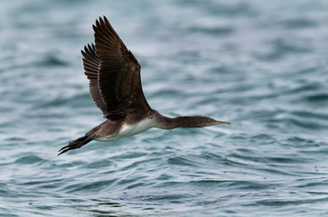 Fototapeta premium The Socotra cormorant flying at Busiateen coast, Bahrain 