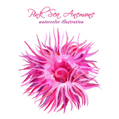 Watercolor pink sea anemones. Hand drawn illustration.